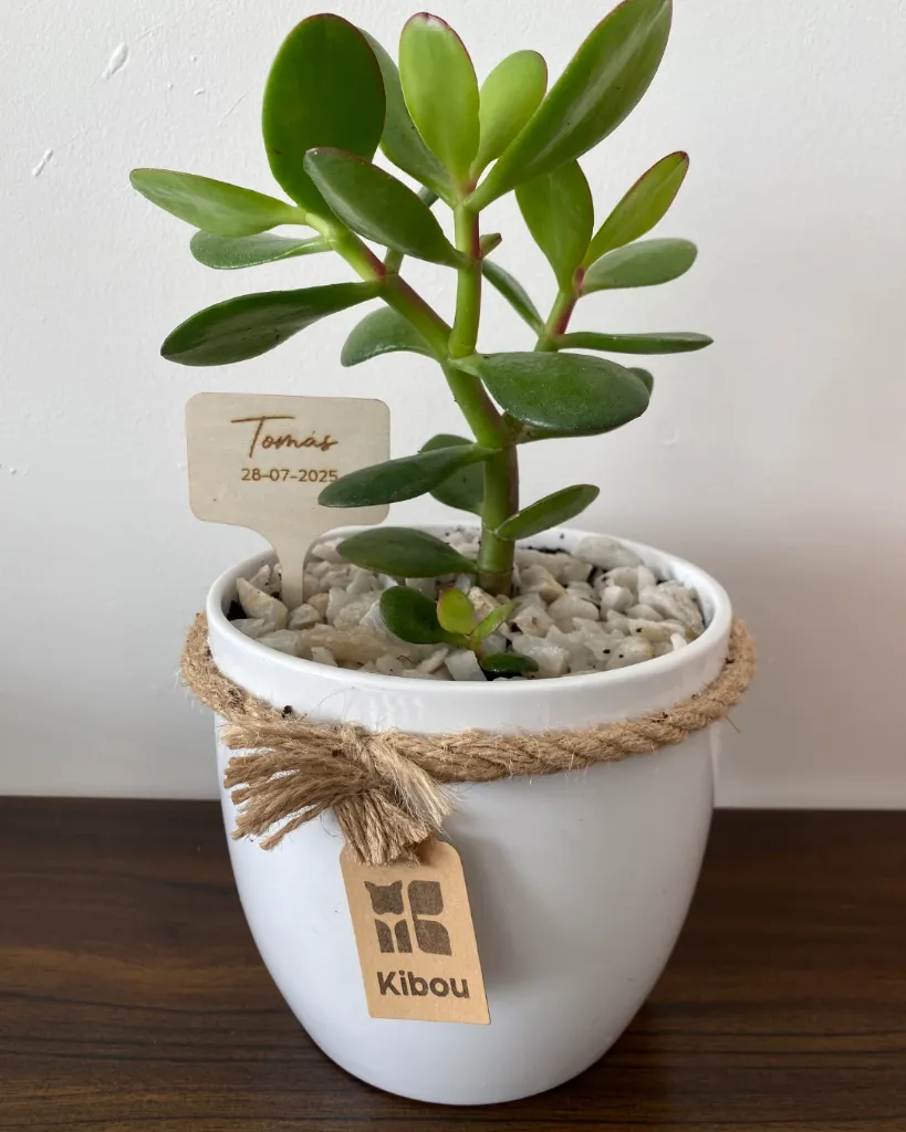 anfora_plantajade_mascotas2.webp