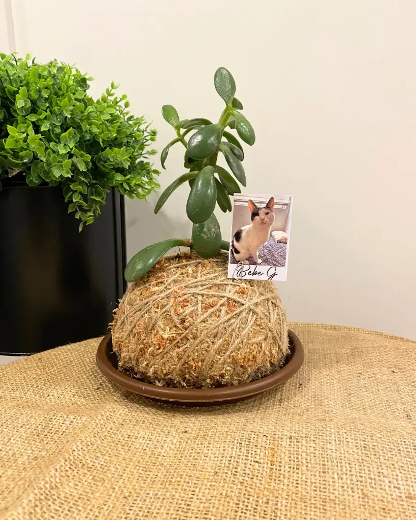 Kokedama