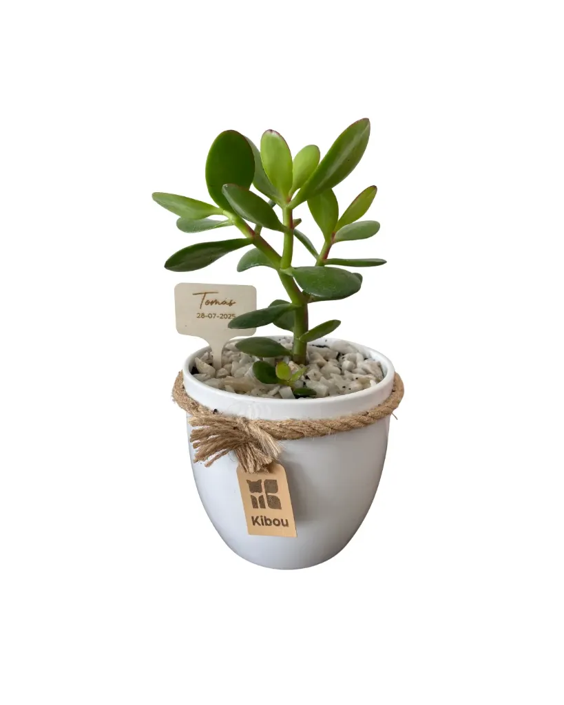 Planta (Mediana)